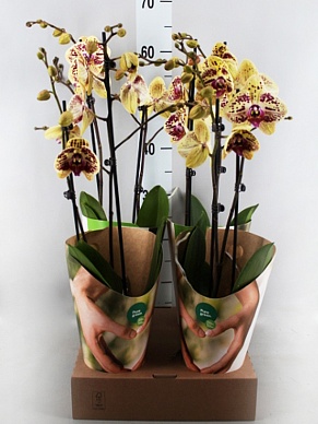 Купить Фаленопсис Total Cool 2рр 12/60