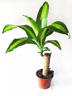 Купить Драцена Массанж 1 ствол 14/65