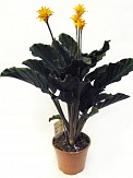 Купить Калатея Кроката 14/40-50