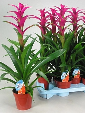 Купить Гузмания Алерта 12/45