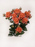 Купить Роза куст. Шайн 80см(10)