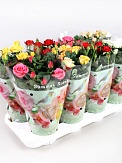 Купить Роза Фаворит 17/40
