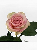 Купить Роза(экв) Эсперанс 60(Florana)