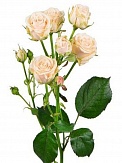 Купить Роза куст. Жозефине 70см(10)