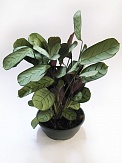 Купить Ктенанте Амигрис 12/40