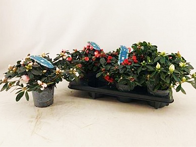Купить Азалия микс 13/30