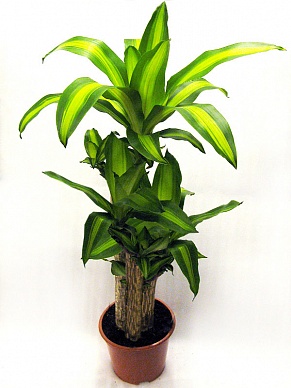 Купить Драцена Массанж 3ст 24/120