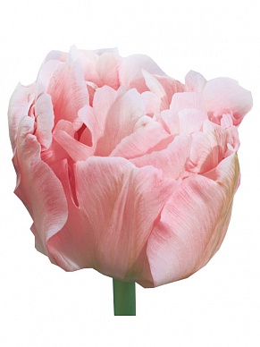 Купить Тюльпан Анжелика(50)