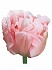 Тюльпан Анжелика(50)