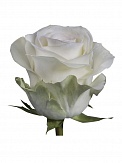 Купить Роза(экв) Альба 70см(Ceres)