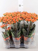 Купить Каланхое Дороти 12/45