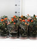 Купить Роза микс 10/25