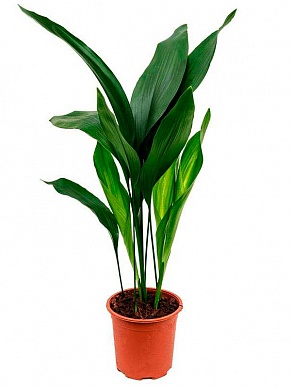 Купить АСПИДИСТРА Aspidistra elatior 15/60