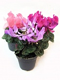 Купить Цикламен микс 6-7/10