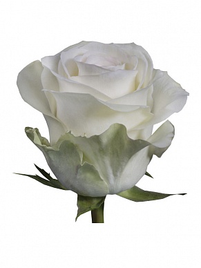 Купить Роза(экв) Альба 70см(Rosa Prima)