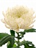 Хризантема 1 цв. Гагарин(5)