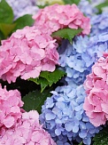 Купить Гортензия микс 13/25 +1