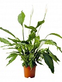 Купить Спатифиллум 19/100
