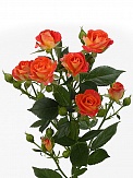 Купить Роза куст. Фиеста Бабблс 70см(10)