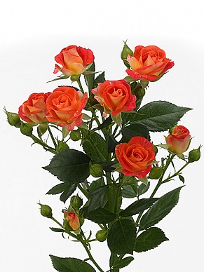 Купить Роза куст. Фиеста Бабблс 70см(10)