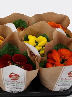 Купить Кальциолярия микс 10/25