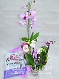 Купить Композиция "Орхидейный сад"