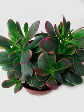 Купить Крассула SWAZIENSIS 11/15 вариегата