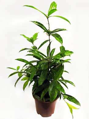 Купить Драцена Суркулеза 'Mike' 12/45
