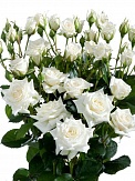 Купить Роза куст. Сноуфлэйк 50см(10)