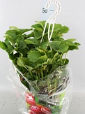 Купить Фрагария (земляника) амп 21/30