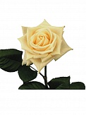 Купить Роза(экв) Вендела 80см(Hispano Roses)