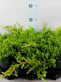 Купить Можжевельник Нана 13/20