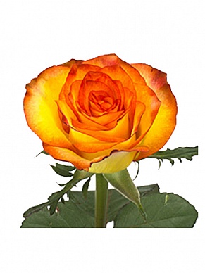 Купить Роза(экв) Хай Мэйджик 80см(Hispano Roses)