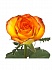 Роза(экв) Хай Мэйджик 80см(Hispano Roses)
