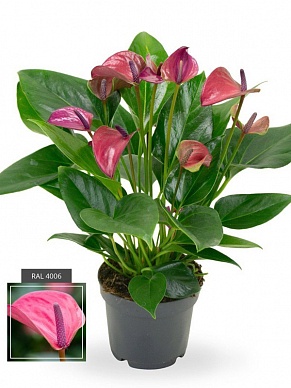 Купить Антуриум андр Карма Пурпл 17/50