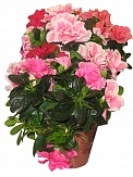 Купить Азалия эйко 12/25