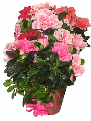 Купить Азалия микс 12/30 экстра