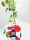 Купить Гибрид  ежевики и красной малины D9 Rubus idaeusХRubus fruticosus