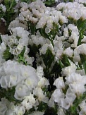 Купить Лимониум(кермек) Старлайт Вингс(25)