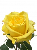 Купить Роза(экв) Мохана 70см(Florana)
