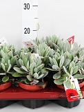 Купить Сенецио скапосус 11/10