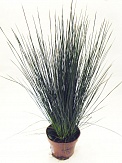 Купить Джункус 13/50