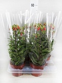Купить Каланхое Лаки Беллз 14/40