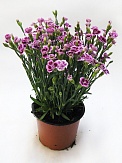 Купить Гвоздика Пинк кисс 13/20-22