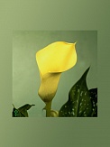 Купить Калла Блэк Айд Бьюти(10)