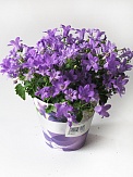 Купить Колокольчик Портеншлага 10,5/20 белый