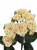 Купить Роза куст. Крем Грация 70см(10)