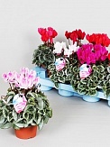 Купить Цикламен Пикассо 11/25