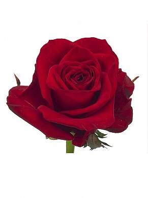 Купить Роза(экв) Фридом 100см(Hispano Roses)