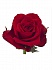 Роза(экв) Фридом 100см(Hispano Roses)
